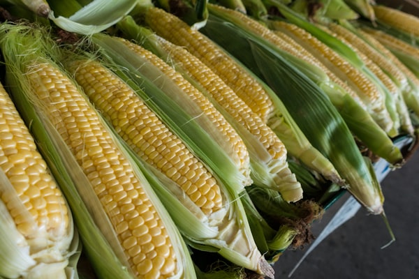 Maize — White & Yellow